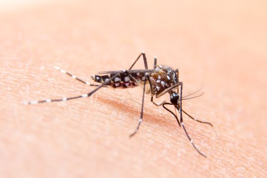 Striped mosquitoes are eating blood on human skin, Dangerous Malaria Infected Mosquito Skin Bite