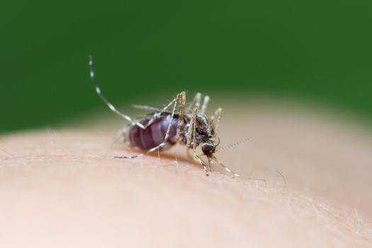 Striped mosquitoes are eating blood on human skin, Dangerous Malaria Infected Mosquito Skin Bite