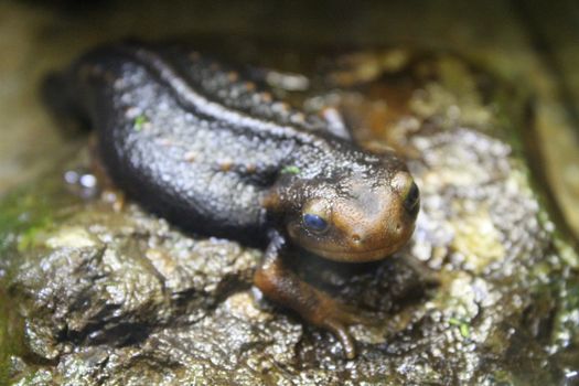A small newt sits in a terrarium. Nature