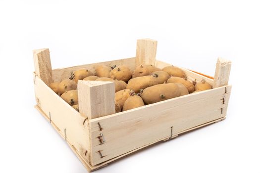 crate of sprouted potato plant ready for planting - on white background in studio