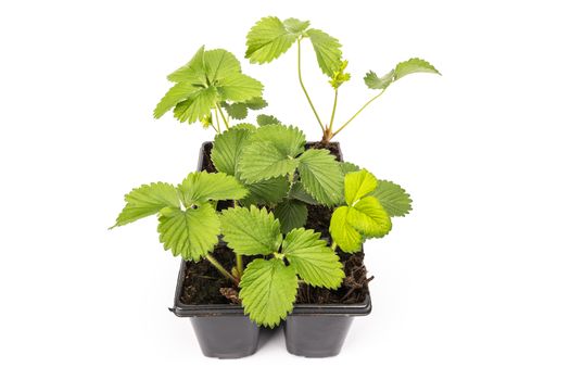 young strawberry plants in pots on white background in studio