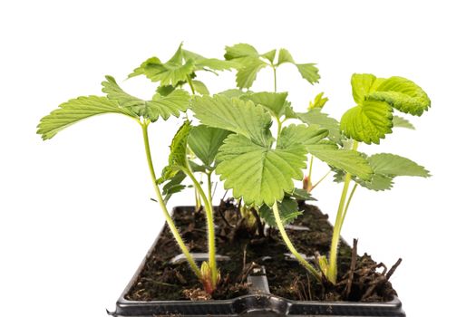 young strawberry plants in pots on white background in studio