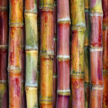 Sugarcane fresh, Cane background top view, Sugar cane fresh background, Sugarcane agriculture