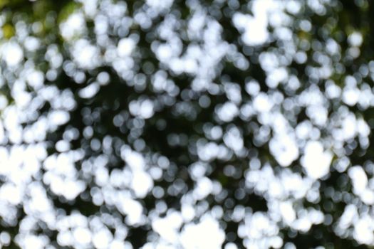 Nature Bokeh tree forest dark background blurred