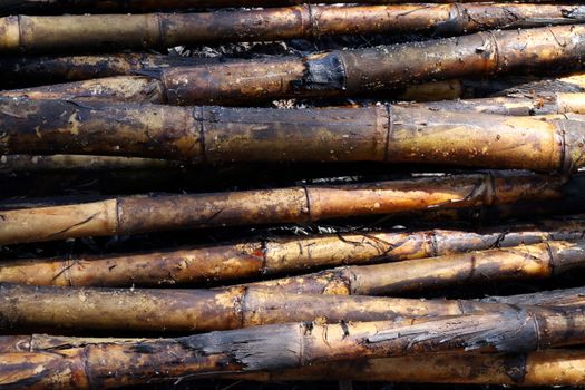 Sugarcane burn, cane, sugarcane, sugar cane burned close-up plantation background, sugarcane agriculture