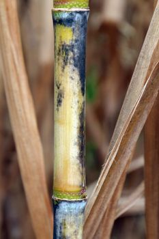 sugarcane fresh plantation, sugarcane close-up, sugarcane agriculture