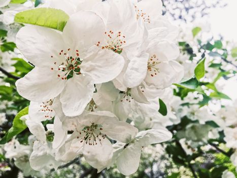 Blooming apple tree flowers in spring garden as beautiful nature landscape, plantation and agriculture scenery