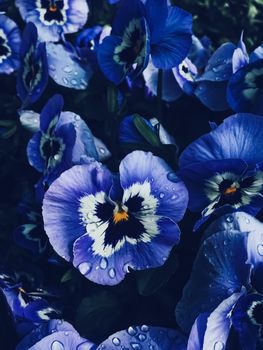 Blue flower on dark background, floral and nature concept