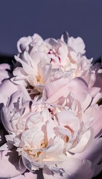 Peony flowers as luxury floral art background, wedding decor and event branding design