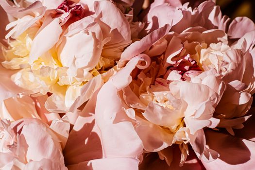 Peony flowers as luxury floral background, wedding decoration and event branding design