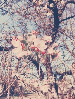 Blooming apple tree flowers in spring as floral background, nature and agriculture