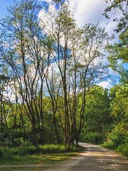 Countryside woods as rural landscape, amazing trees in green forest, nature and environment scenery