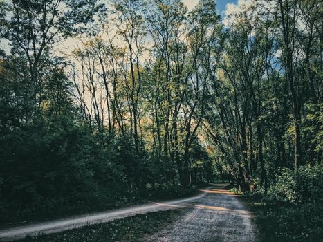 Mystery woods as wilderness landscape, amazing trees in green forest, nature and environment scenery