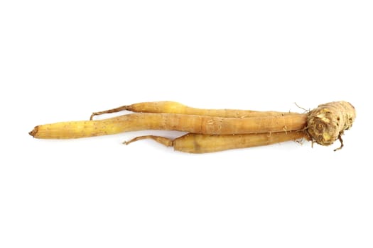 finger root on white background (krachai thai word)