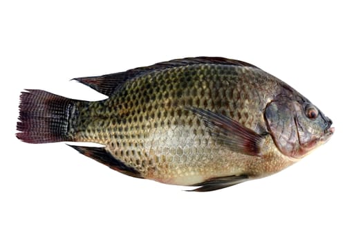 Tilapia, fresh nile tilapia fish isolated on white background
