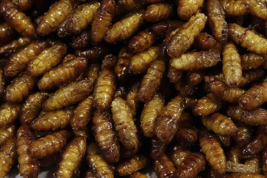 Insect Fried, Crispy silkworm, popular insects snack cheap high protein in Thailand Street food low fat and many asian country