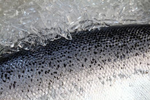 Skin Salmon fish, Salmon Fish scale texture and ice