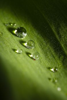 Macro shot of large drop of water on the leaf of a tulip