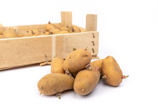 crate of sprouted potato plant ready for planting - on white background in studio