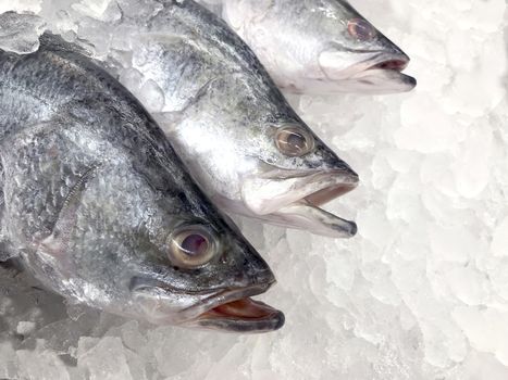 white snapper fish, raw fresh white snapper frozen in supermarket (selective focus)