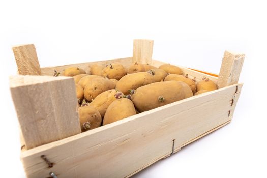 crate of sprouted potato plant ready for planting - on white background in studio