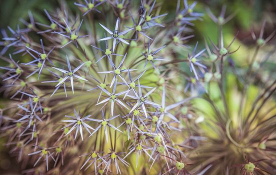 wild onion allium flowers macro detail background