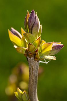 Young lilac leaf starting to open, colored from purple to green
