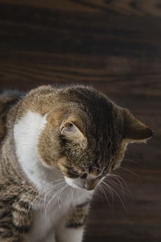 tabby cat, looking down, against a dark wood background