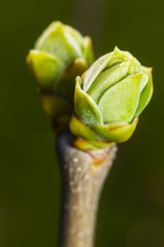 Macro shot of lilac leaf bud starting to open