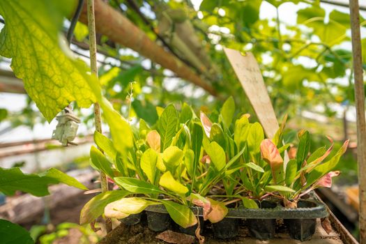 seedlings of farm plants in a greenhouse on an organic farm.