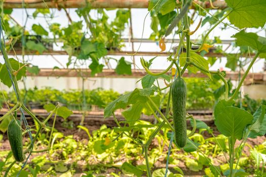 cucumbers growing in a greenhouse on an organic farm.