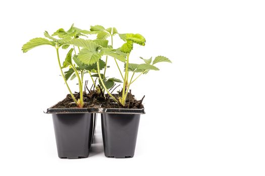 young strawberry plants in pots on white background in studio