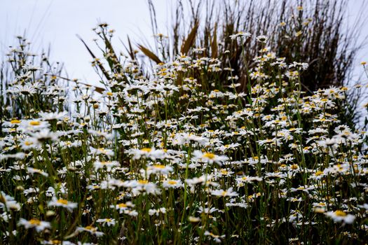 patch of lovely white ox eye daisies UK