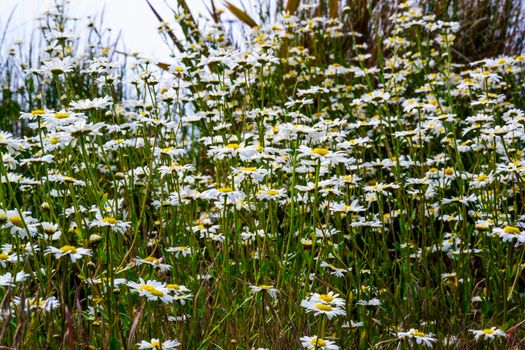 patch of lovely white ox eye daisies UK