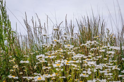 patch of lovely white ox eye daisies UK