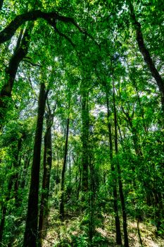 nature and forest