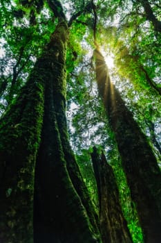nature and forest