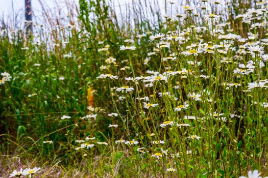 patch of lovely white ox eye daisies UK