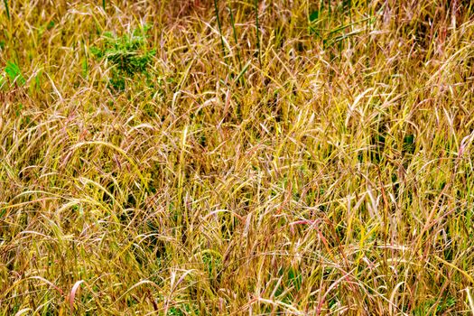 Patch of gold and red topped swtichgrass UK