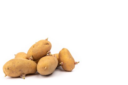 set of sprouted potato plants ready for planting - on white background in studio