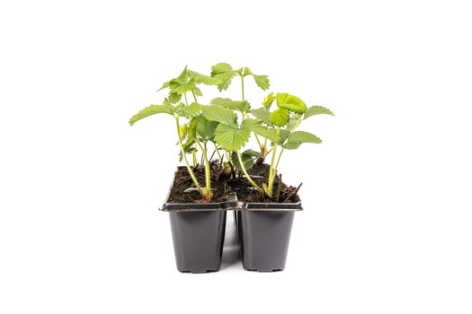 young strawberry plants in pots on white background in studio