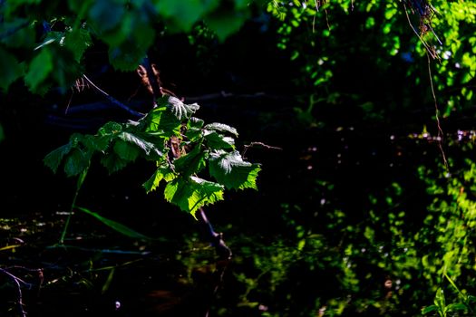 Seedlings of an English Lime tree with a green background