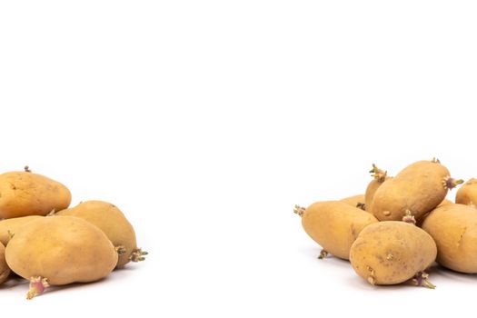 set of sprouted potato plants ready for planting - on white background in studio