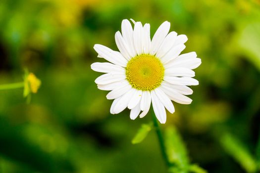 Flowering of daisies. Oxeye daisy, Leucanthemum vulgare, daisies Dog daisy Moon daisy