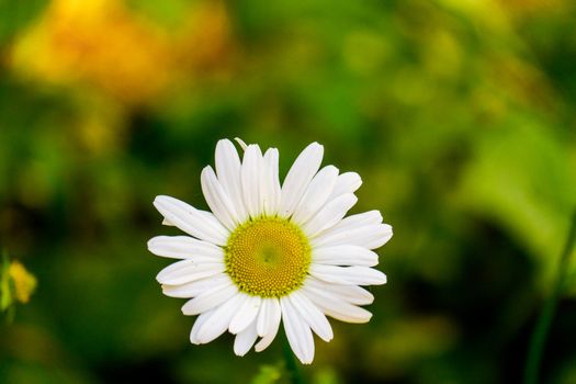 Flowering of daisies. Oxeye daisy, Leucanthemum vulgare, daisies Dog daisy Moon daisy