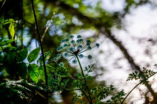 Medicinal plant growing in Siberia Yarrow Achillea millefolium flowers large