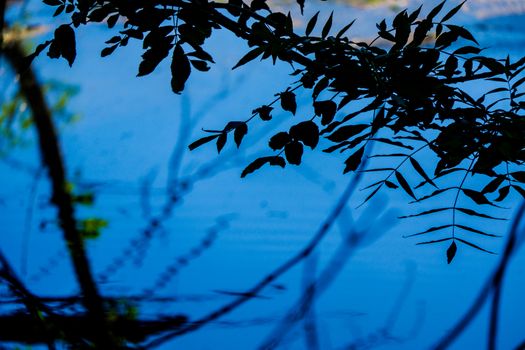 Overhanging Branches and leaves by the River Bela in Beetham