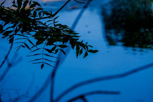 Overhanging Branches and leaves by the River Bela in Beetham