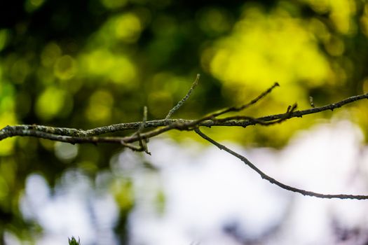 Overhanging Branches and leaves by the River Bela in Beetham