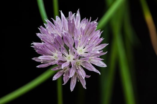 Macro image if the  inflorescence of Chives